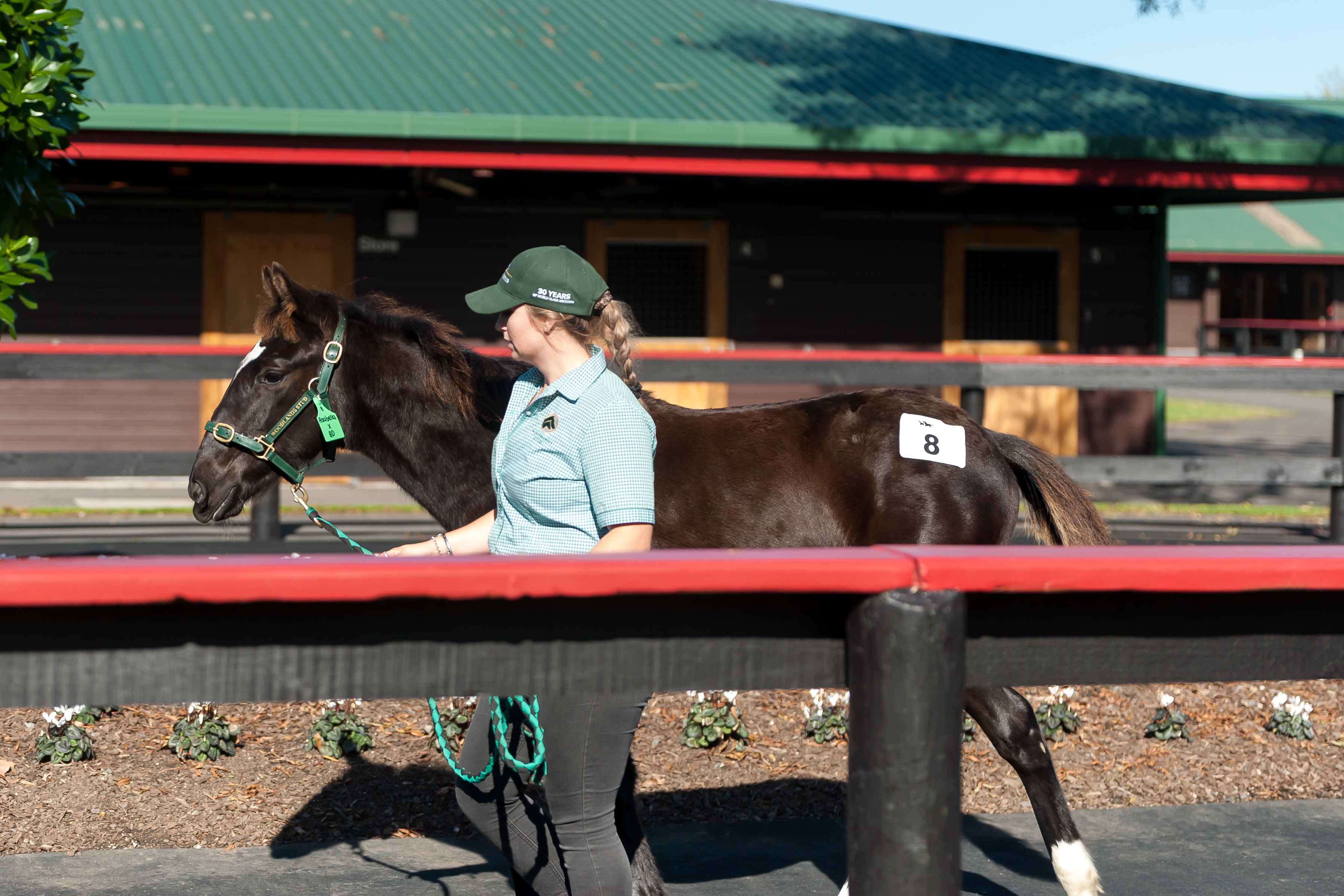 Lot 8